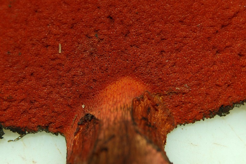 Boletus da determinare.